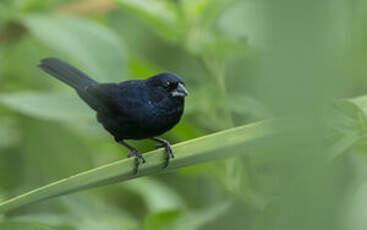 Jacarini noir