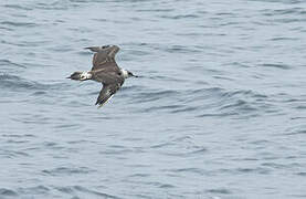 Parasitic Jaeger