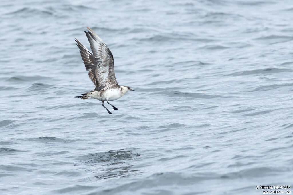 Parasitic Jaegeradult, Flight