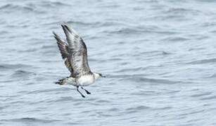 Parasitic Jaeger