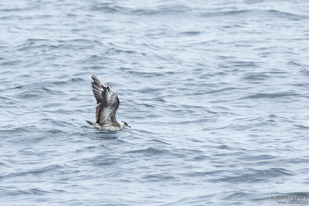 Parasitic Jaegeradult