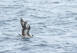 Parasitic Jaeger