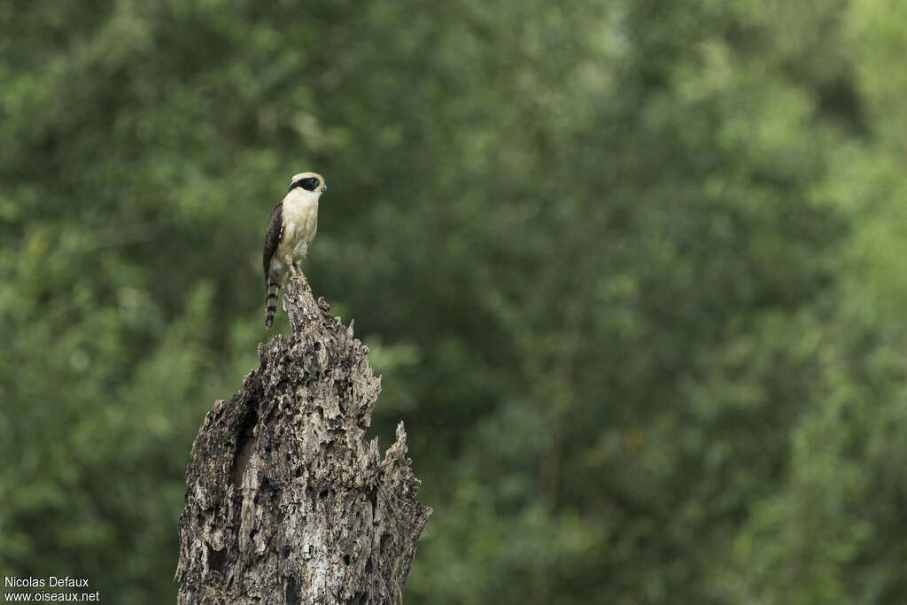 Laughing Falcon, fishing/hunting