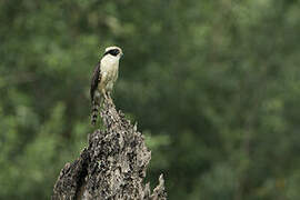 Laughing Falcon