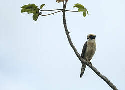 Laughing Falcon