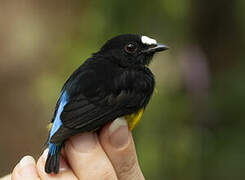 White-fronted Manakin