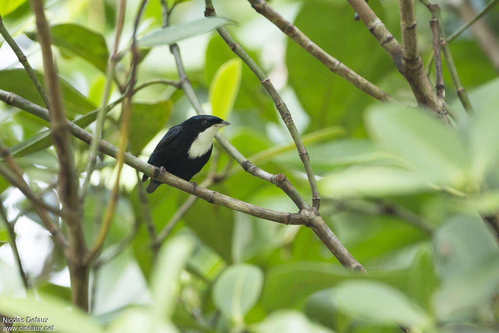 Manakin à gorge blanche mâle adulte, identification