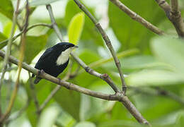 White-throated Manakin