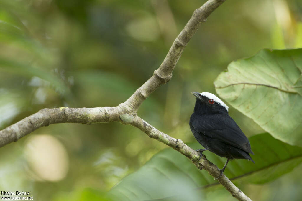 White-crowned Manakin male adult, identification