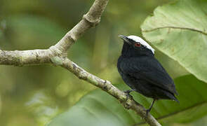 White-crowned Manakin