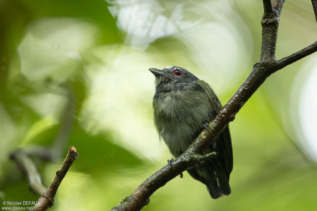 White-crowned Manakin male juvenile