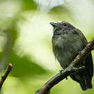Manakin à tête blanche