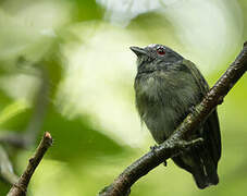 Manakin à tête blanche