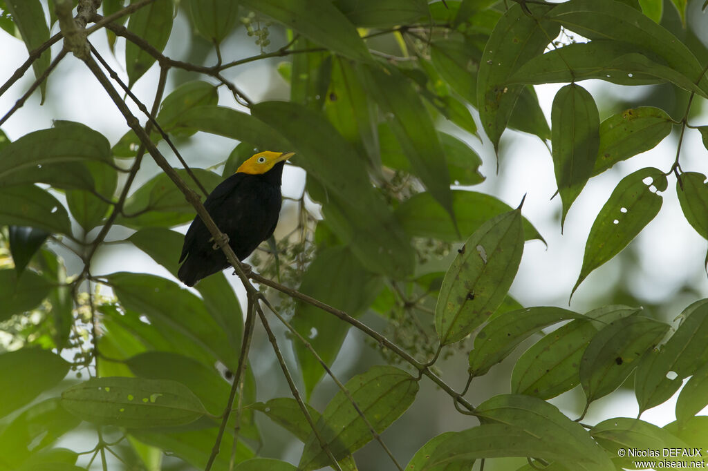 Manakin à tête d'or mâle