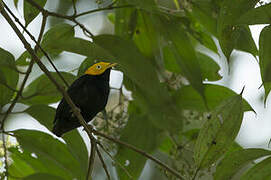 Manakin à tête d'or