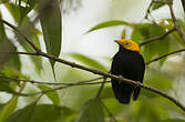 Manakin à tête d'or