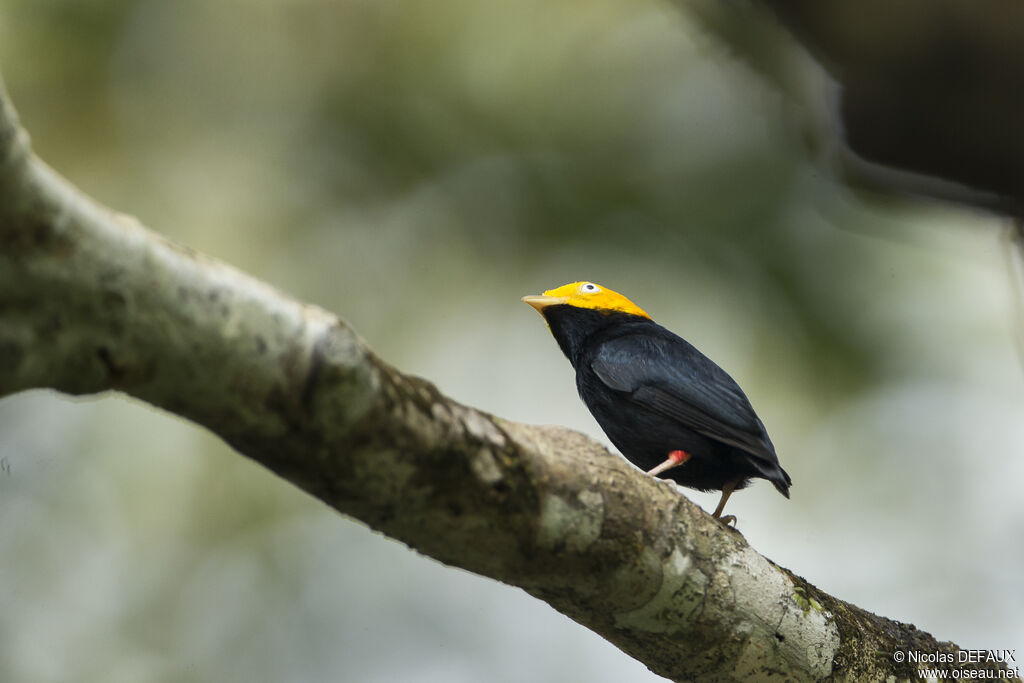 Golden-headed Manakin male adult, close-up portrait