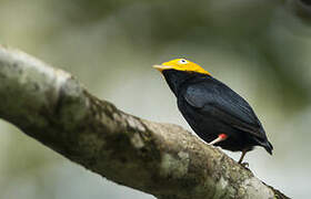 Golden-headed Manakin