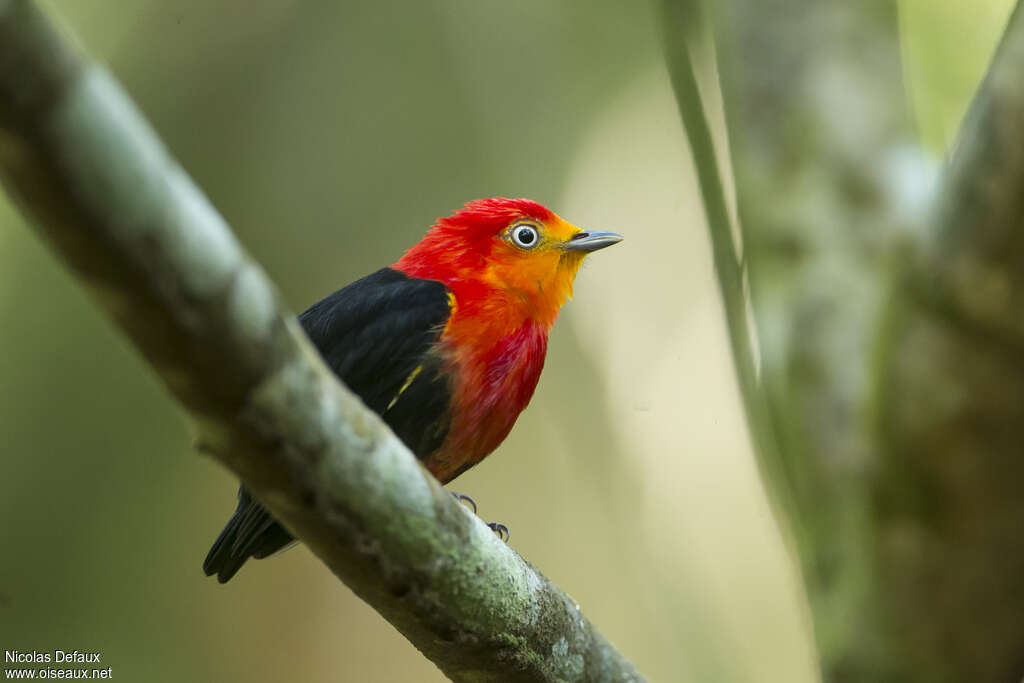 Crimson-hooded Manakin male adult