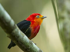 Crimson-hooded Manakin