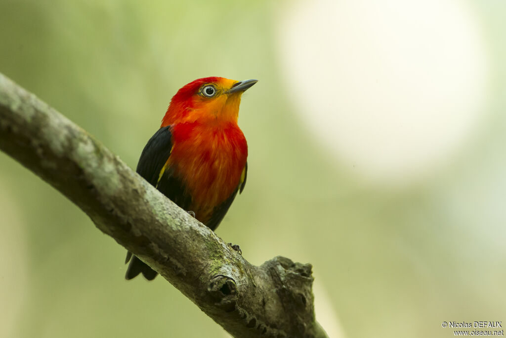 Crimson-hooded Manakin male adult