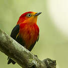 Manakin auréole