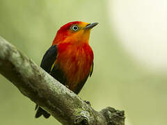 Crimson-hooded Manakin