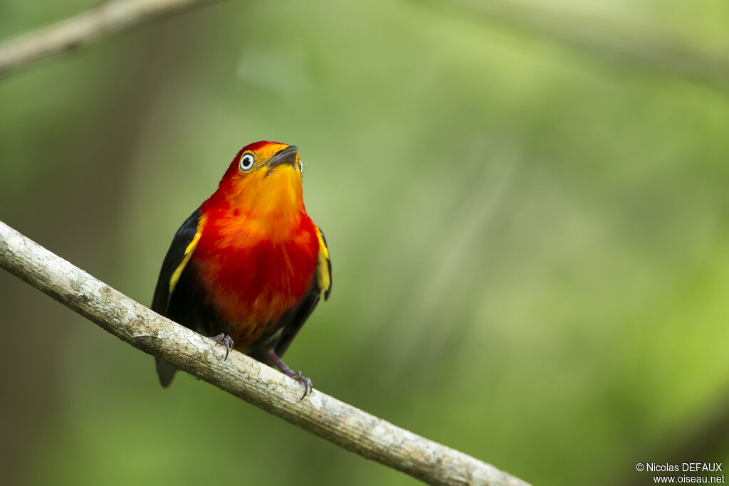 Crimson-hooded Manakinadult, close-up portrait