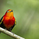 Manakin auréole