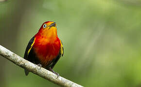 Crimson-hooded Manakin