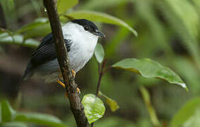 White-bearded Manakin