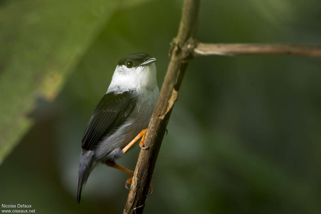 Manakin casse-noisette mâle adulte, identification