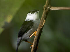 White-bearded Manakin