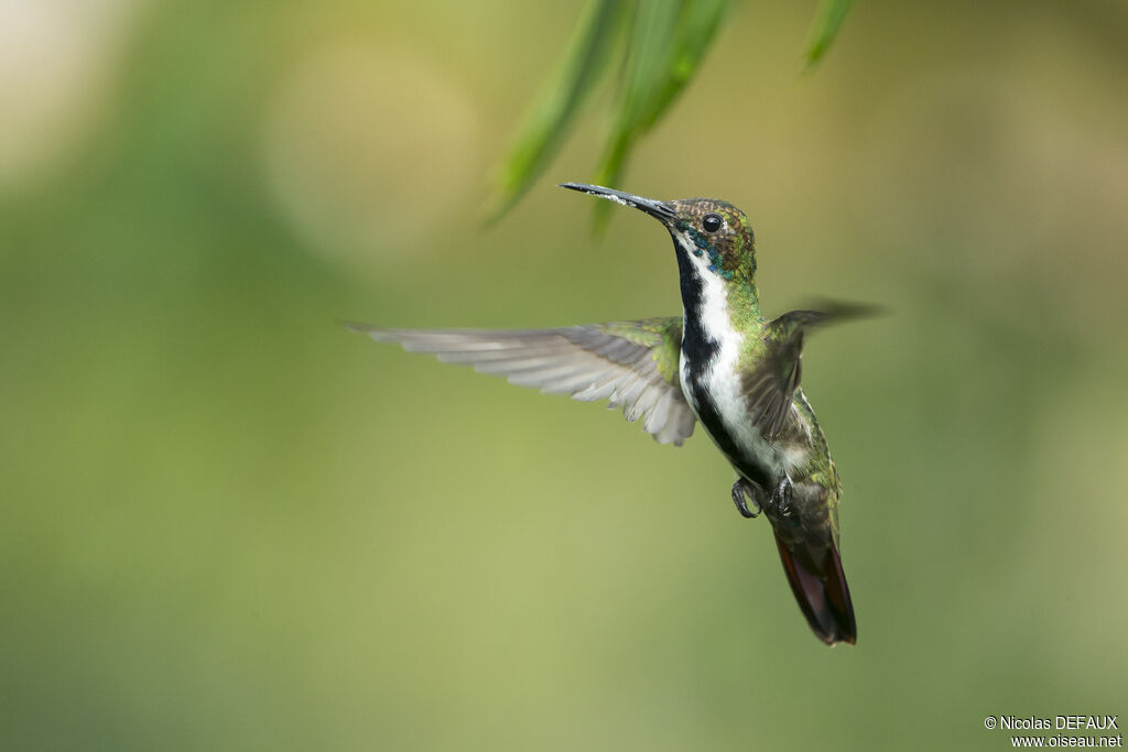 Black-throated Mango, Flight