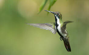 Black-throated Mango