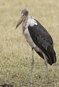 Marabou Stork