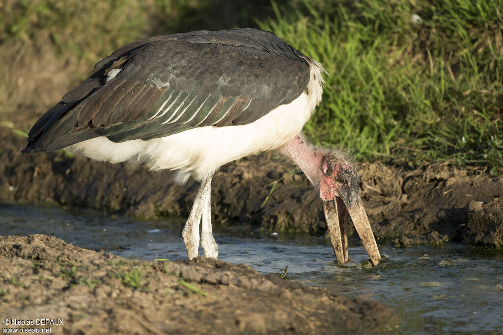 Marabout d'Afriqueadulte, mange