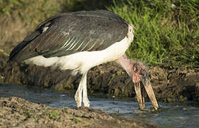 Marabou Stork