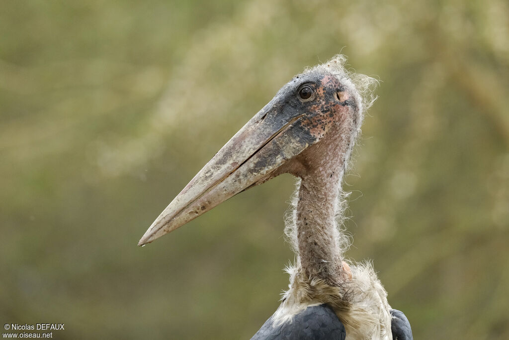 Marabout d'Afrique mâle, portrait