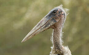 Marabou Stork