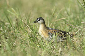 Yellow-breasted Crake