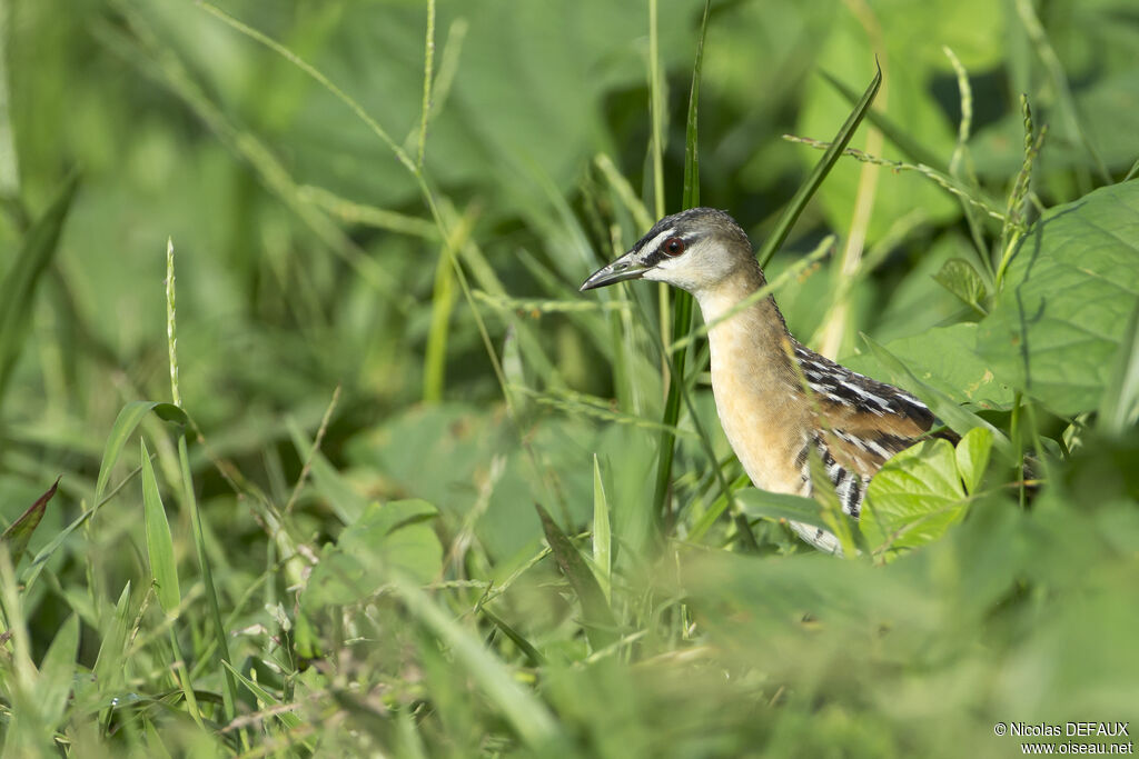 Yellow-breasted Crake