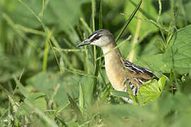 Yellow-breasted Crake