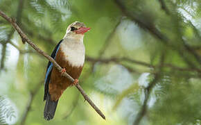 Grey-headed Kingfisher