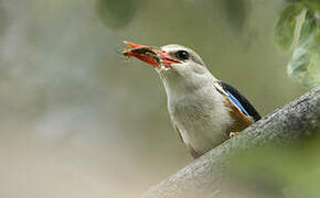 Grey-headed Kingfisher