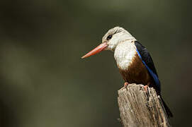 Grey-headed Kingfisher