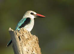 Woodland Kingfisher