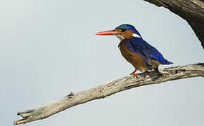 Malachite Kingfisher