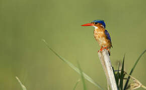 Malachite Kingfisher