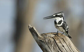 Pied Kingfisher